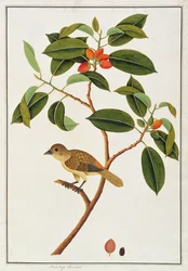 Bruine Baardvogel, uit Tekeningen van Vogels uit Malakka, c.1805-18